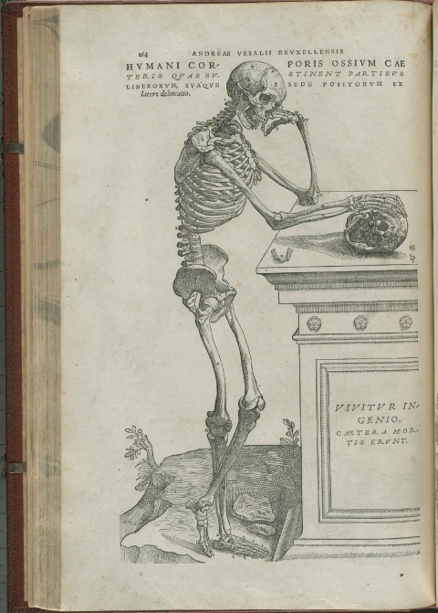 Andreas Vesalius 1514 - 1564